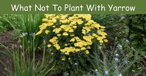 what not to plant with yarrow