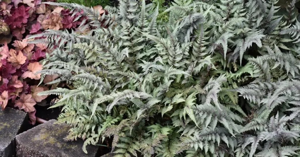 what not to plant with yarrow 