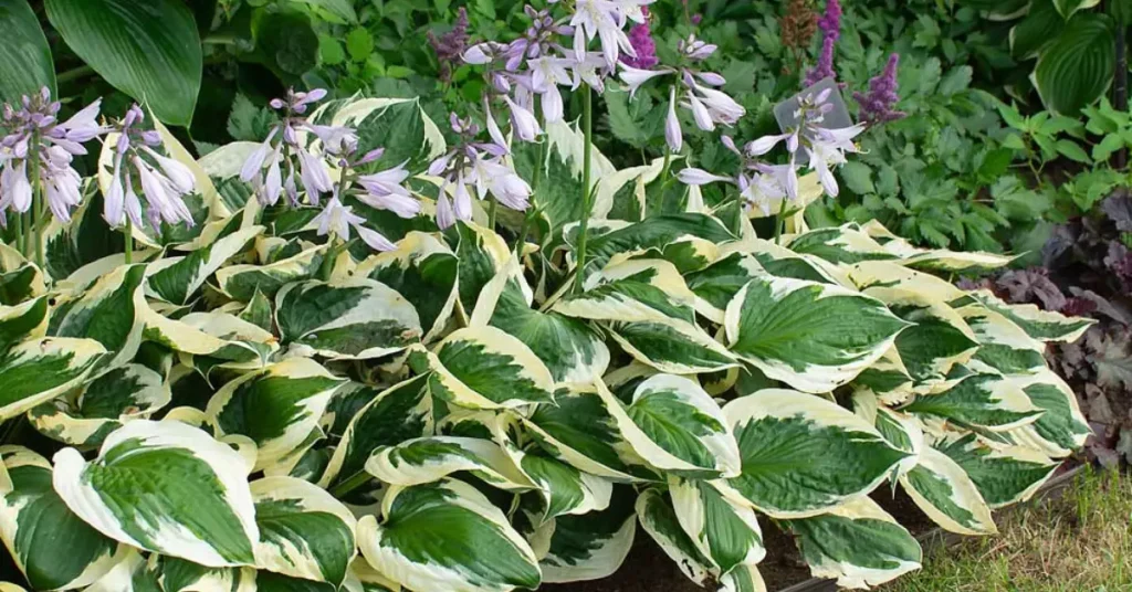 what not to plant with yarrow hostas