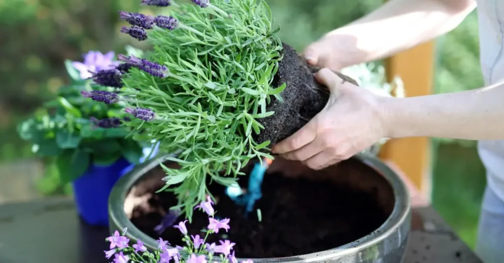 what not to plant with yarrow lavender