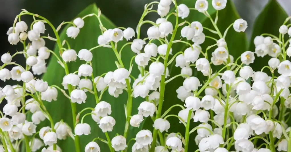what not to plant with yarrow mint
