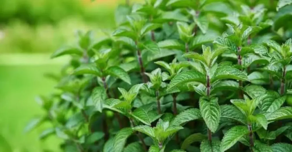 what not to plant with yarrow mint