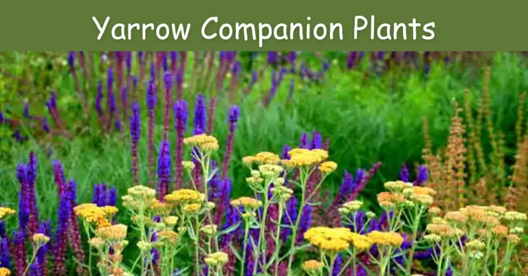yarrow companion plants