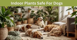 Indoor Plants Safe For Dogs