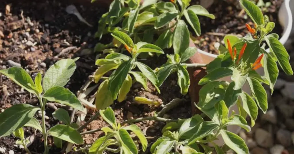 Mexican Honeysuckle