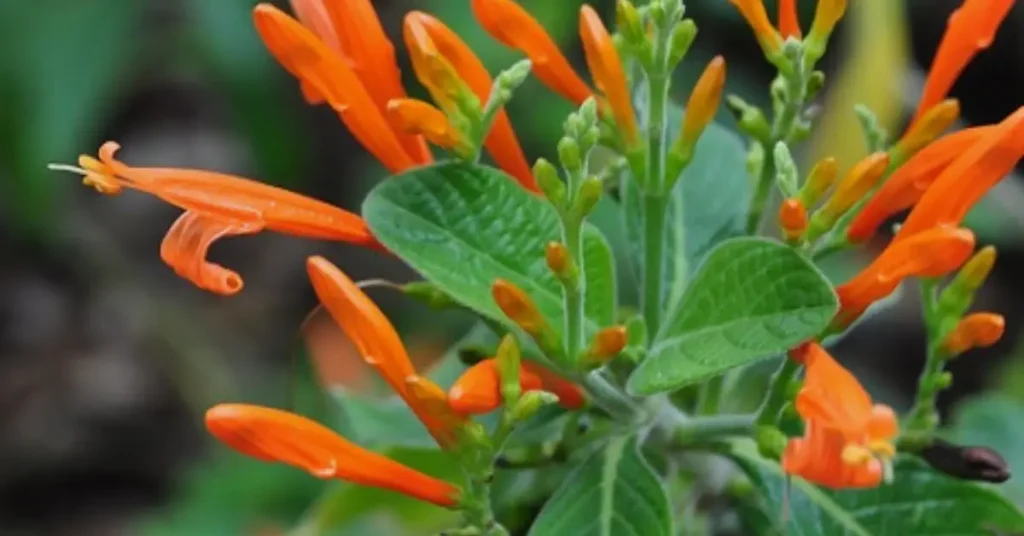 Mexican Honeysuckle image