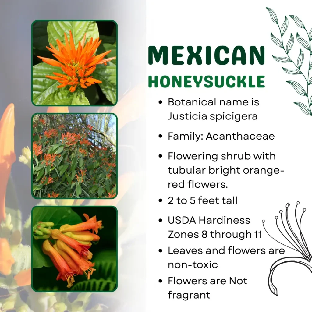 mexican honeysuckle characteristics