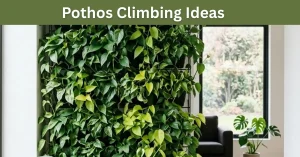 pothos climbing ideas image