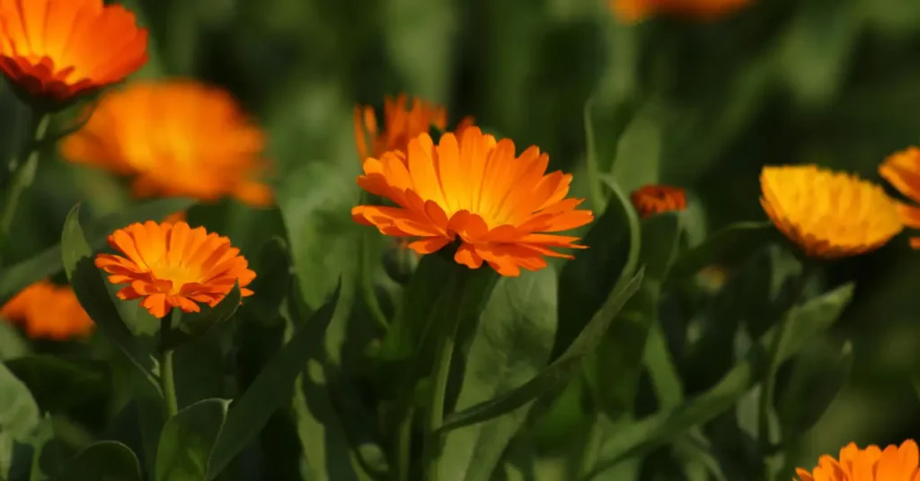 Calendula vs Marigold