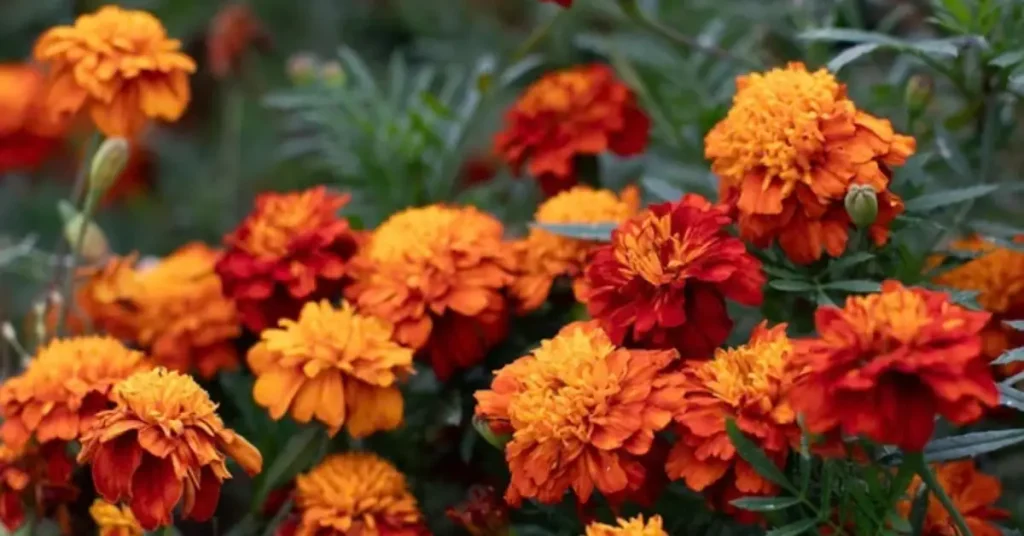 Calendula vs Marigold