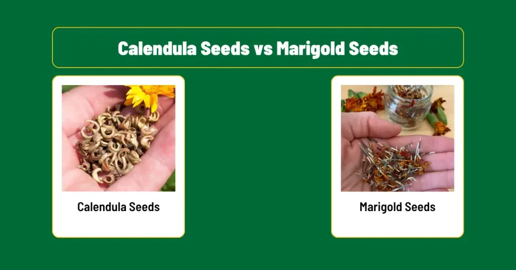 Calendula vs Marigold