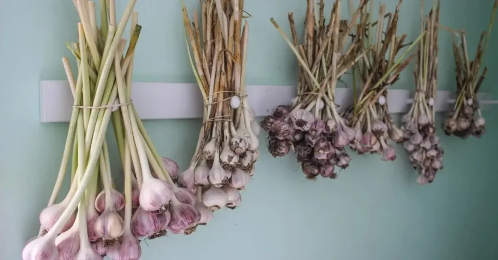 How To Grow Garlic At Home 