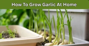 How To Grow Garlic At Home