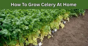 How To Grow celery At Home