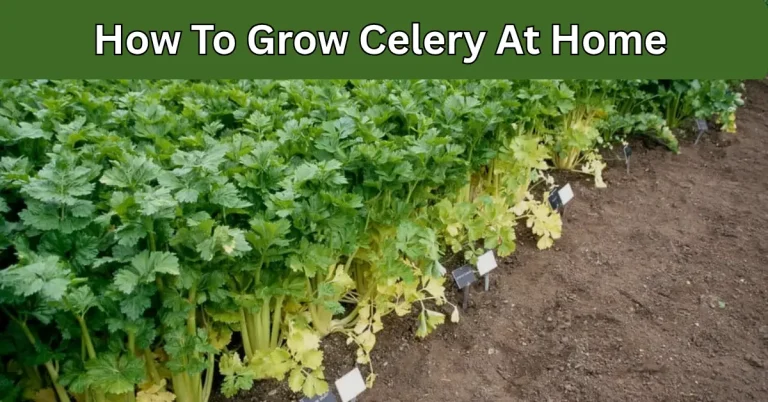 How To Grow celery At Home