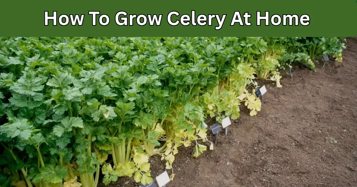 How To Grow celery At Home