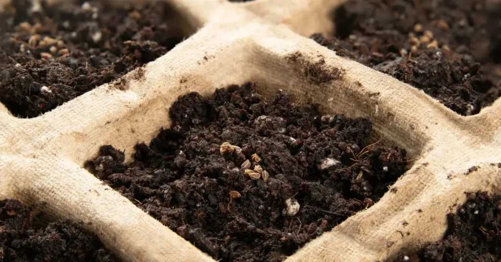 How To Grow celery from seed