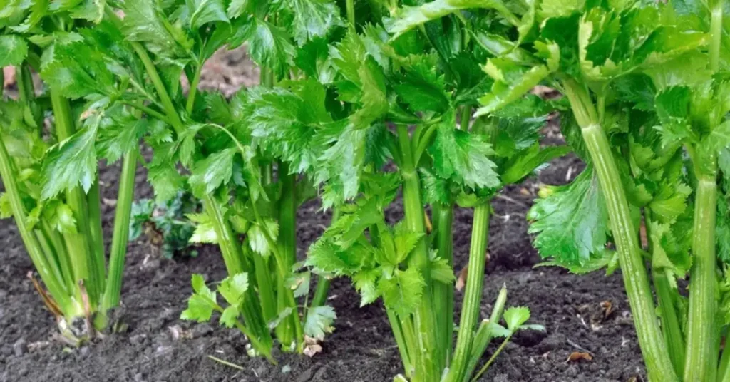 How To Grow celery varieties