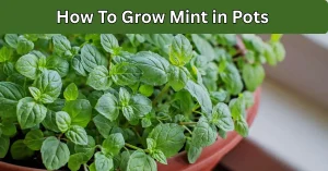 How To Grow mint in pots