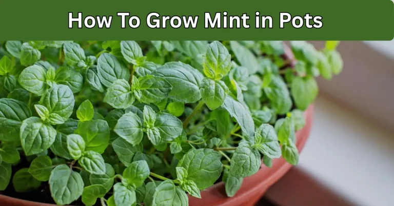 How To Grow mint in pots