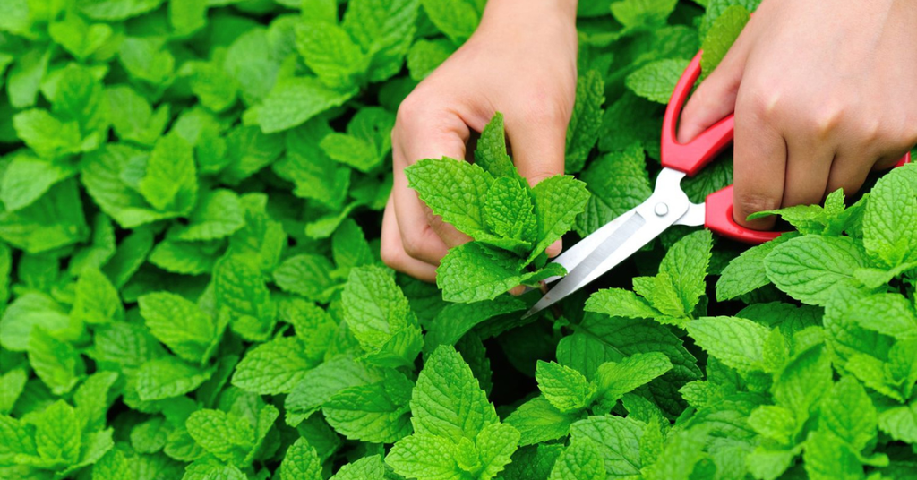How To Grow mint in pots and harvesting