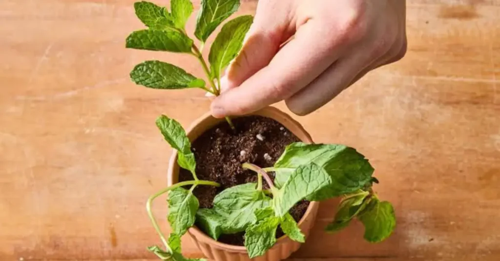 How To Grow mint in pots and propagation