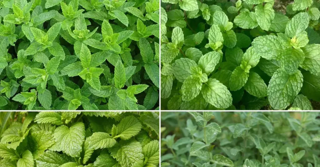 How To Grow mint in pots at home