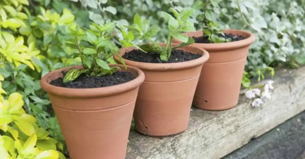 How To Grow mint in pots image