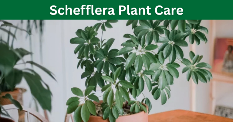 Schefflera Plant Care