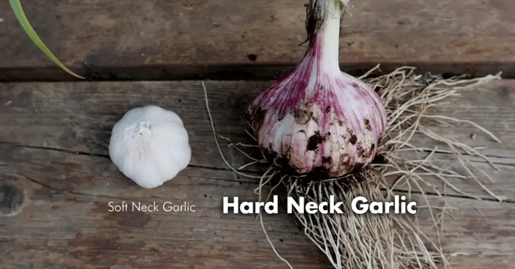how to grow garlic at home types