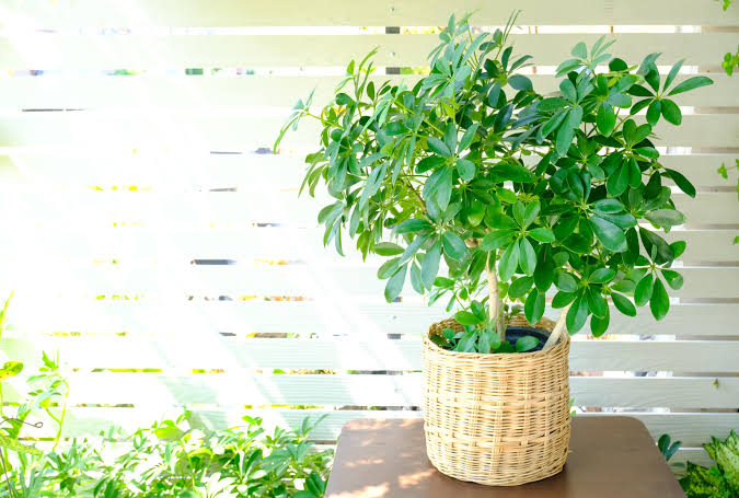 schefflera plant care pic