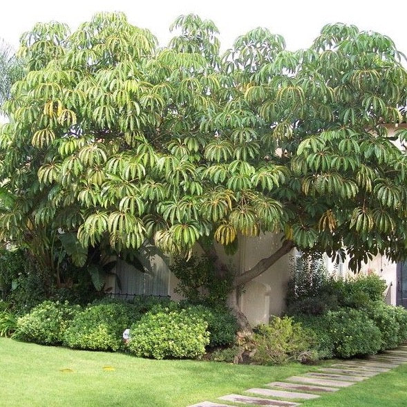 schefflera plant care pic